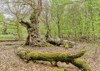 Natur ,Pflanzen ,Blüten