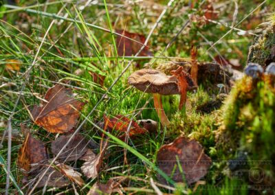 Natur ,Pflanzen ,Blüten