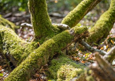 Natur ,Pflanzen ,Blüten